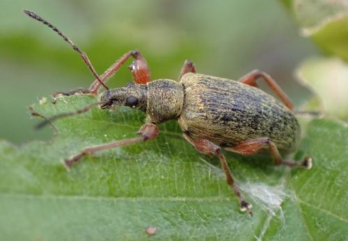Réf. 325 989 : Phyllobius glaucus